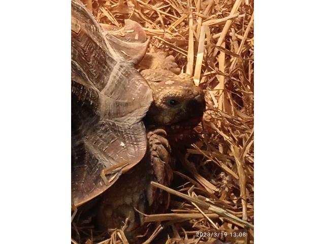 Photo Vends tortue sillonnée de sulcata femelle image 2/2