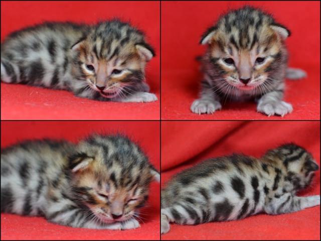 Photo vente chat et chatons bengal image 2/3
