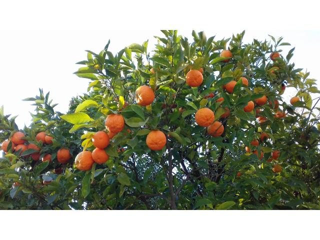 Photo Vente d'oranges amères image 2/2