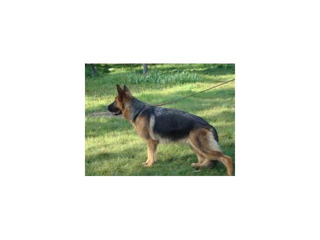 Photo vente femelle berger allemand image 2/2