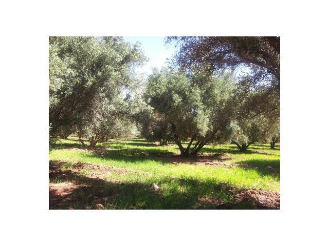 Photo Vente ferme titrée d’oliviers (800 arbres) région de marrakech image 2/2