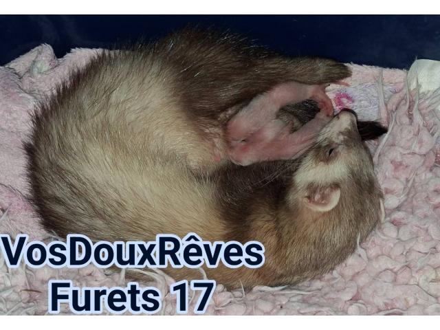 Photo vente furets furetons image 2/3