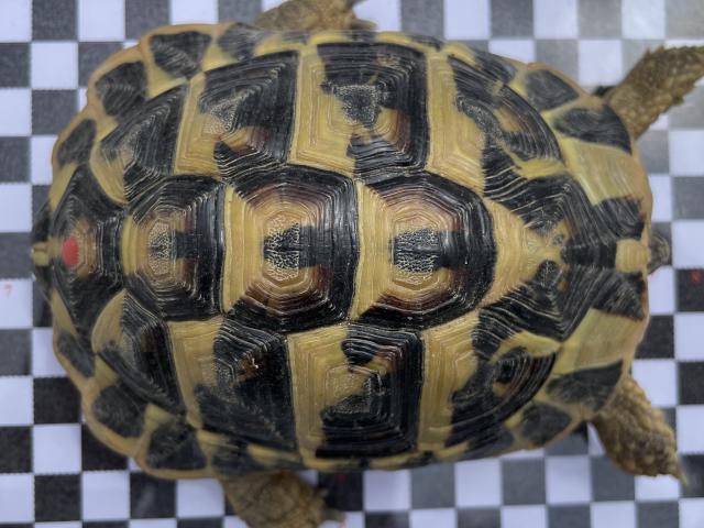 Photo Vente légale tortues d'Hermann 2021 Perpignan avec papiers image 2/3