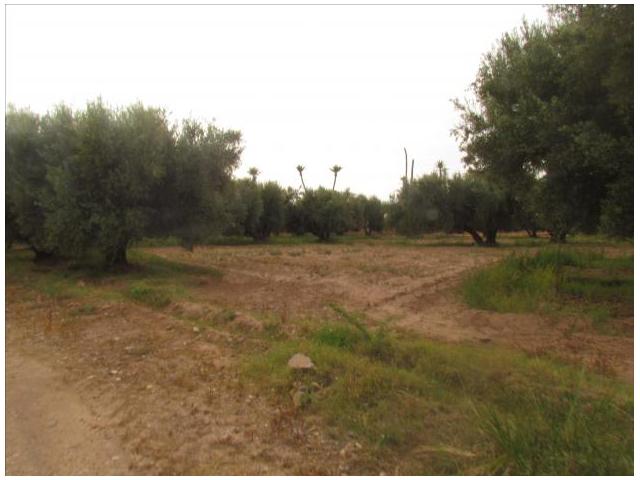 Photo Vente  terrain agricole titré de 2 hectare image 2/4
