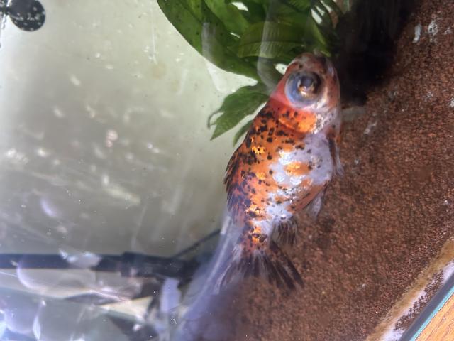 Photo Voile de Chine à donner image 2/4