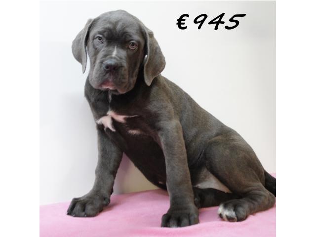Photo X Chiots American Bully XXL à vendre image 2/6