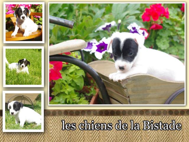 Photo "les chiens de la Bistade "propose ses chiots image 3/4