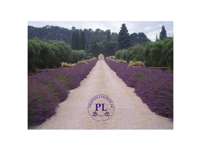Photo 1kg fleurs de lavandin en vrac Provence 12,90 € image 3/6