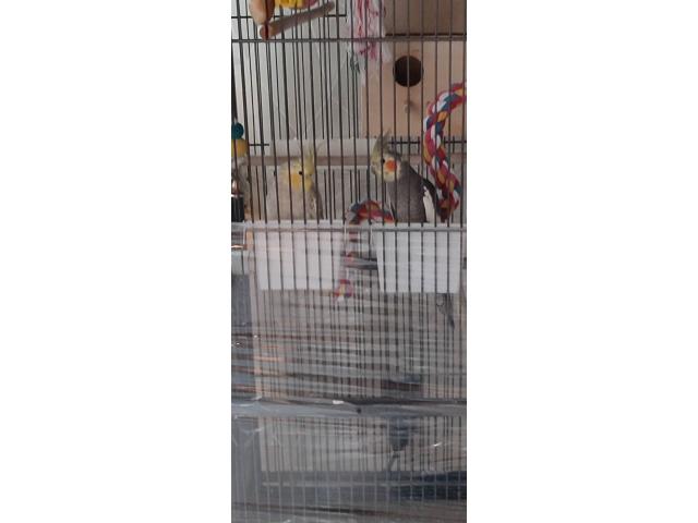 Photo 2 calopsites mâle + cage image 3/5