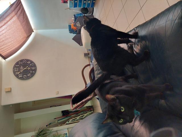 Photo 2 chats noirs à donner image 3/3