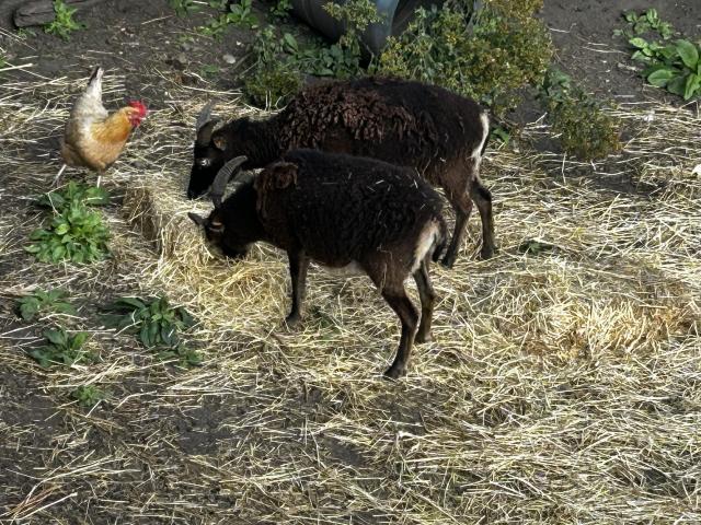 Photo 2 Moutons de Soay - Femelles image 3/3