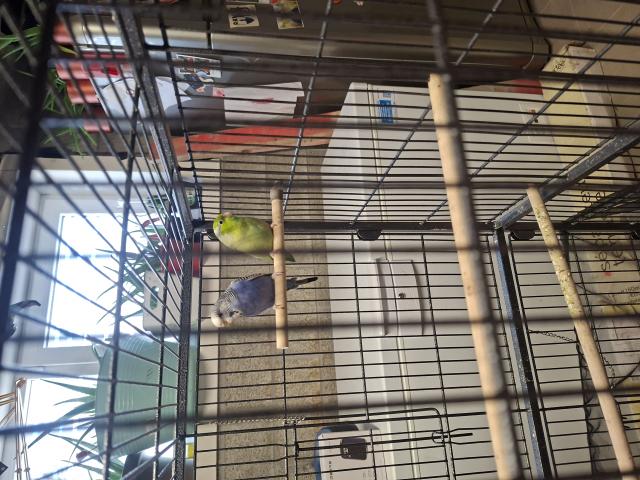 Photo 2 perruche a donner image 3/3