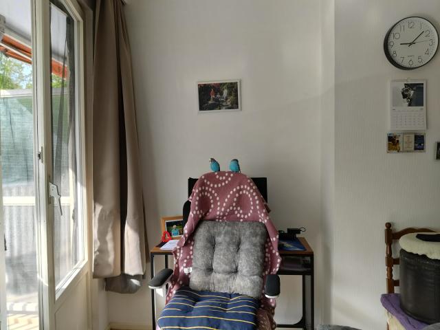 Photo 2 perruches a vendre + cage + accessoires image 3/3