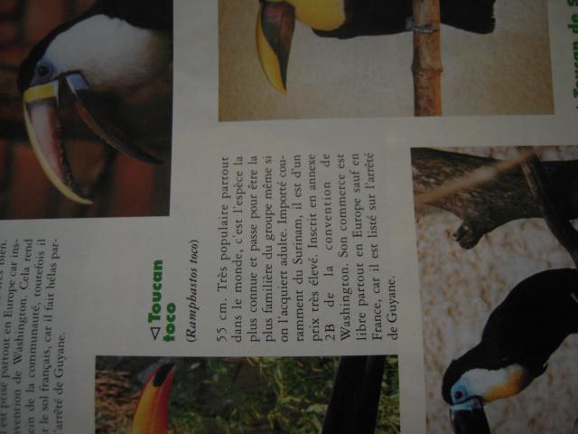 Photo 2 revues très spécialisées OISEAUX EXOTIQUES  documentant en partie : LES TOUCANS .. image 3/3