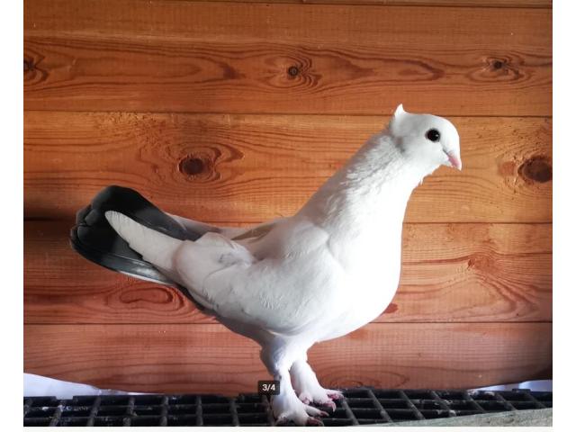Photo 3 PIGEONS A DONNER image 3/3
