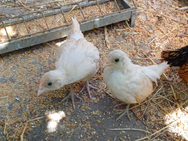 Photo 3 poussins  sebright pour 15 euros image 3/3