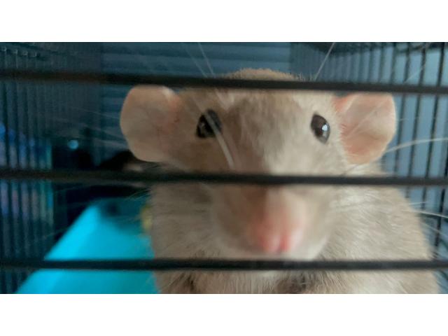 Photo 3 rats femelles à donner et cages à vendre image 3/3