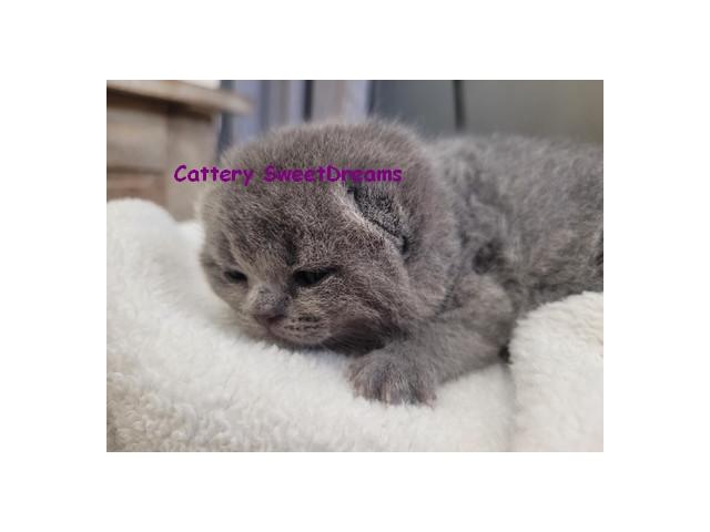Photo 4 chatons british shorthair loof bleu elevage familial dispo sept image 3/5