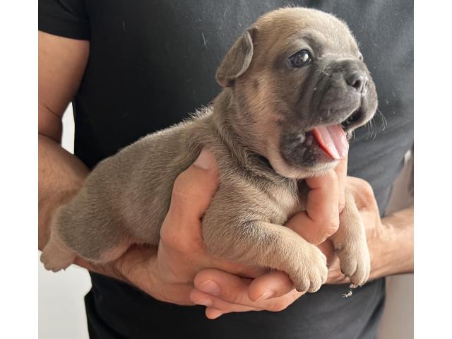 Photo 4 magnifiques bouledogue français image 3/5