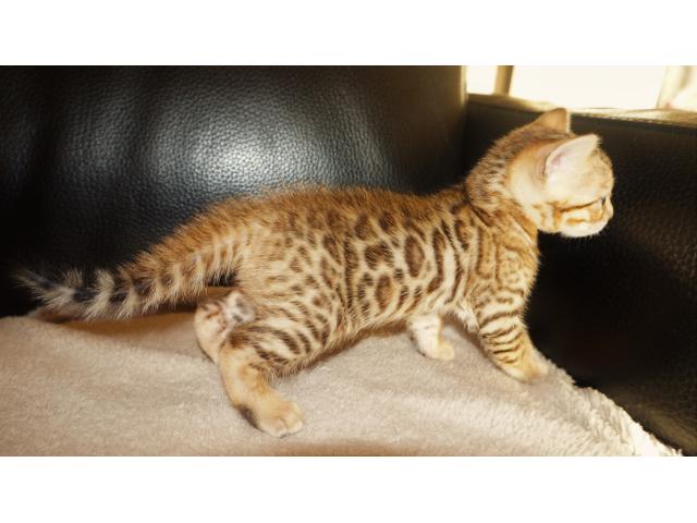 Photo 5 magnifiques chatons Bengals - lignée de champions image 3/6