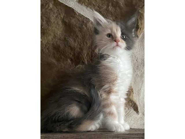 Photo 5 magnifiques chatons bleus et crèmes image 3/6