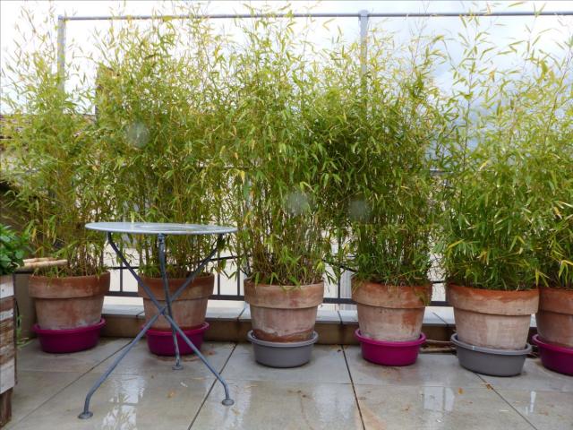 Photo 6 pots de bambou image 3/3