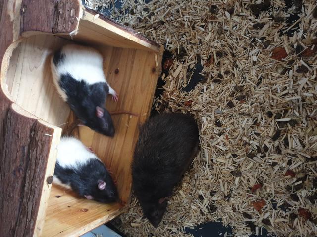 Photo 8 Rats domestiques à donner image 3/3