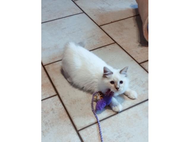 Photo A réservé chatons image 3/3