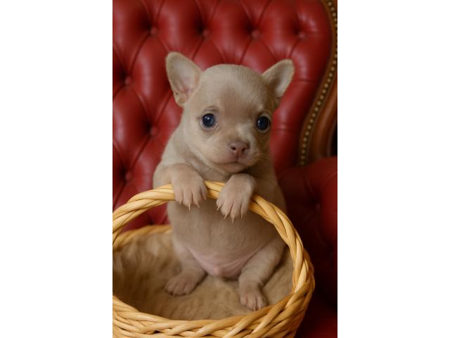 Photo A réservée bébé chihuahua image 3/3
