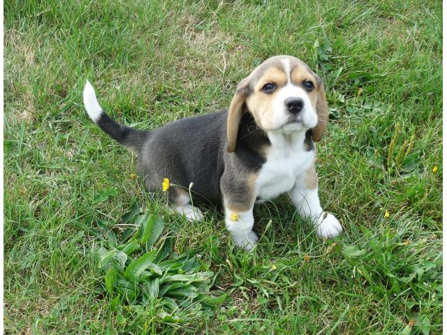 Photo A réserver 4 chiots Beagle inscrits aux L.O.F.. image 3/6