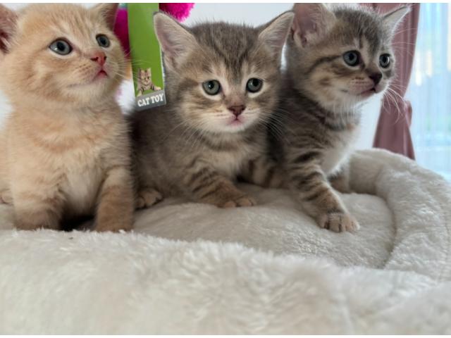 Photo À réserver : 5 adorables chatons British Shorthair ! image 3/3