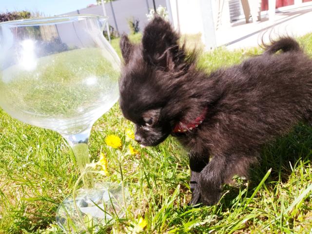 Photo A saisir un Mini Mini type spitz pomeranian image 3/3