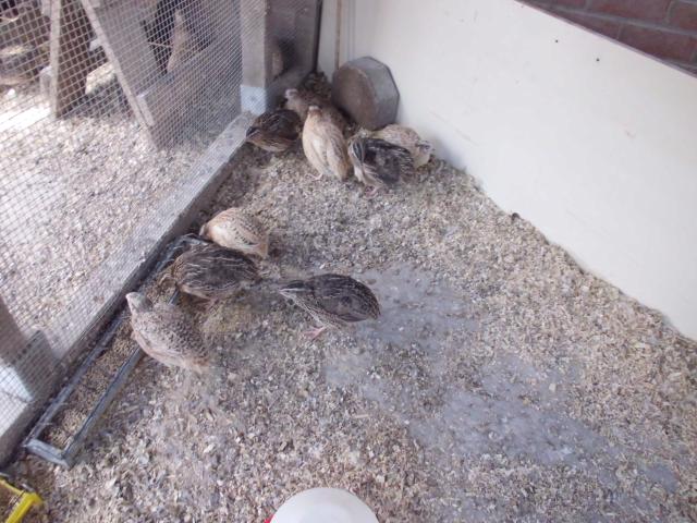 Photo a v cailles image 3/3