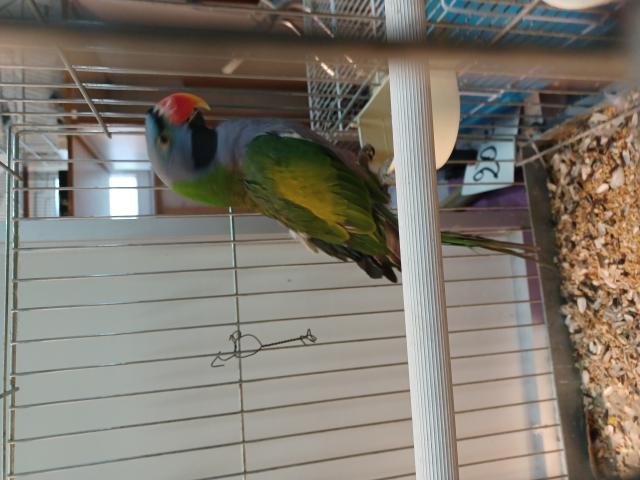 Photo A vendre 1  couplé de grandes perruches Derby image 3/4