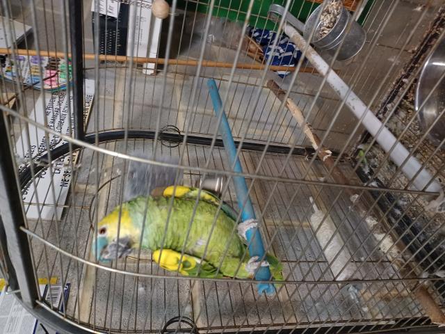 Photo A vendre 2 perroquets amazones image 3/6