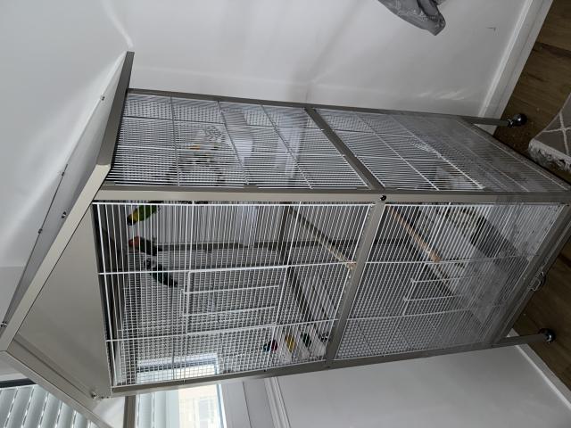 Photo À vendre : 4 inséparables avec grande cage – 300€ image 3/3