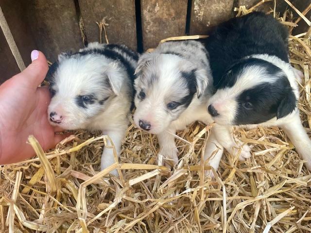 Photo A vendre Border Collie image 3/6
