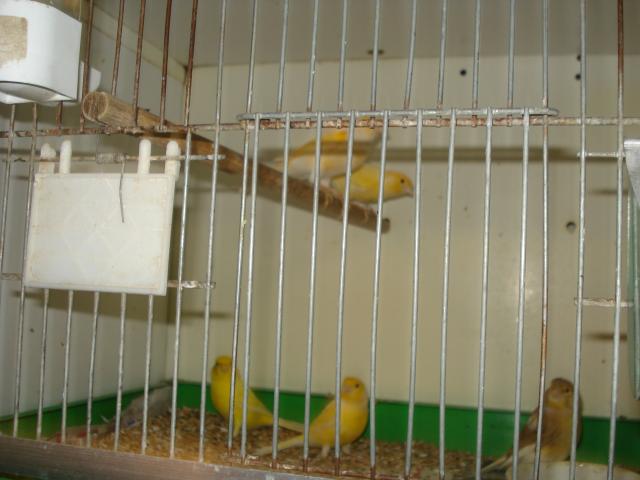 Photo A vendre canaris 2023 image 3/3