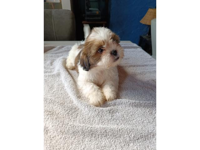 Photo A vendre chiots Shih Tzu image 3/6