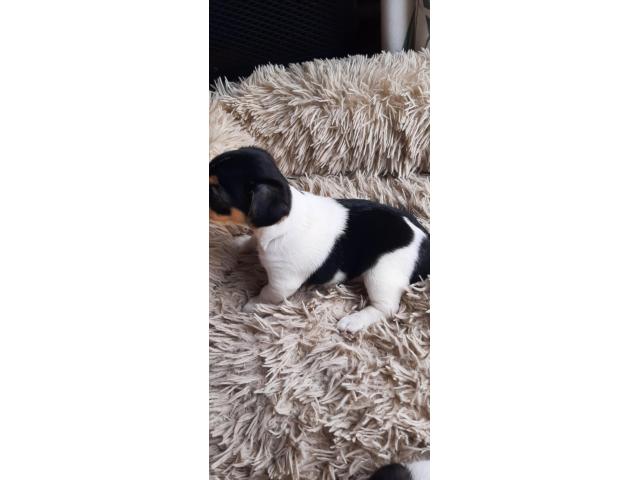 Photo a vendre de jolis bebe jack russel image 3/6