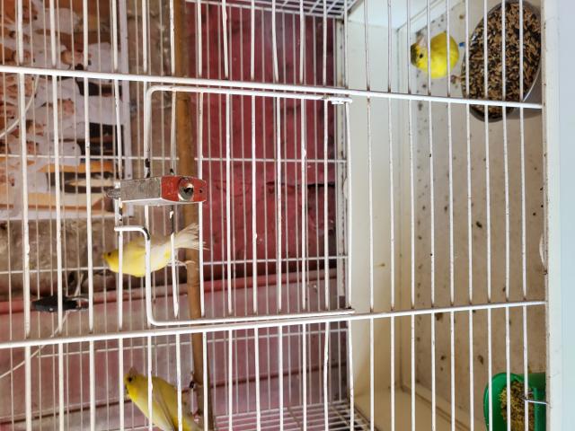 Photo a vendre échange canaris harz n'ouvré pas le bec pour chantés image 3/4