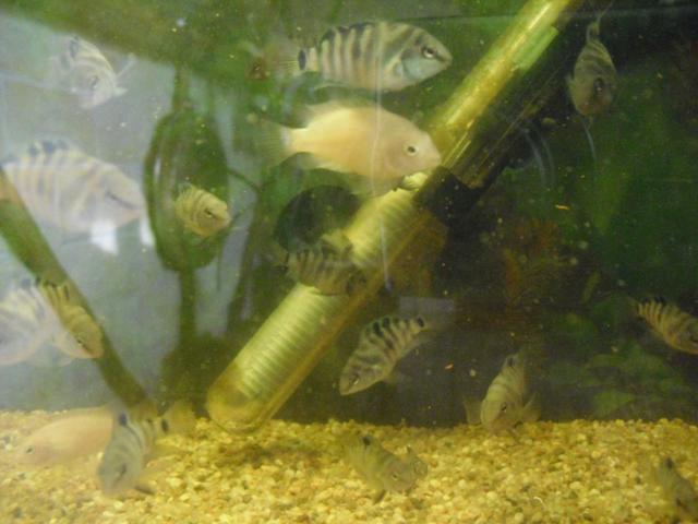 Photo A vendre poissons Amatilania Nigrofasciata cichlidés d'Amérique image 3/4
