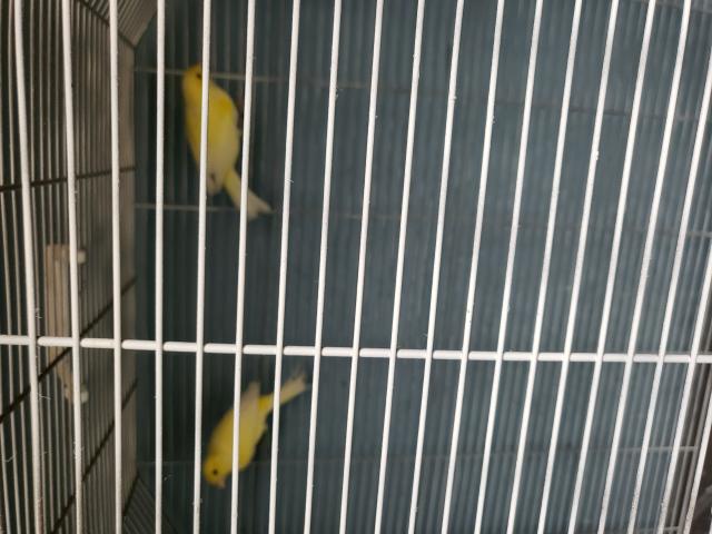 Photo a vendre pur race canaris malinois 2025 image 3/3