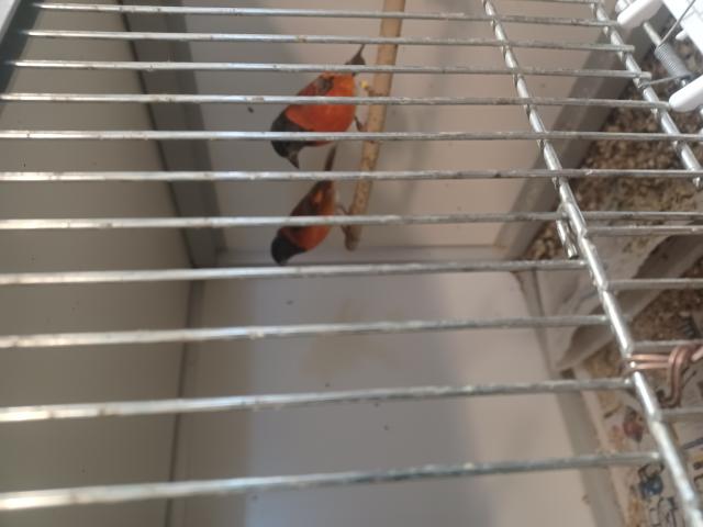 Photo A vendre tarin rouge du Vénézuela image 3/5