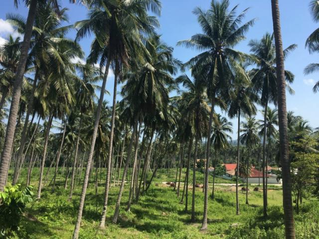 Photo A vendre terrain Namuang Koh Samui 900 m²/1800 m² image 3/3