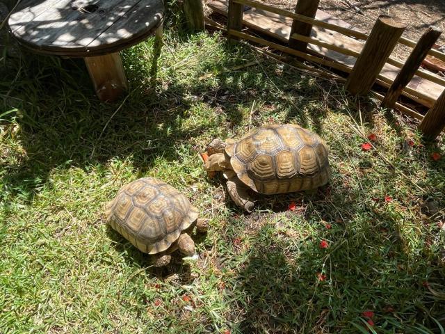Photo À vendre tortues Sulcata image 3/3