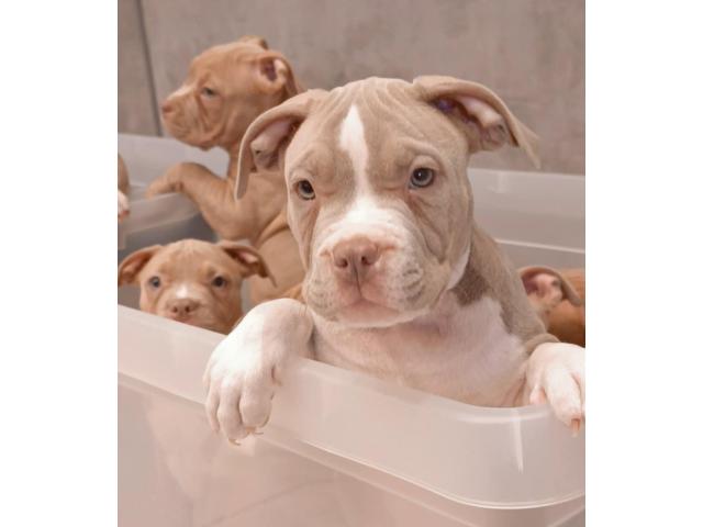 Photo À vendre très beaux chiots américain Bully pocket image 3/3
