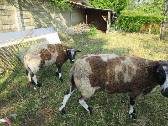 Photo A vendre une brebis et un bélier image 3/4