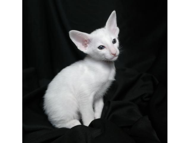 Photo Adorable chaton oriental blanc (Foreign White) image 3/6