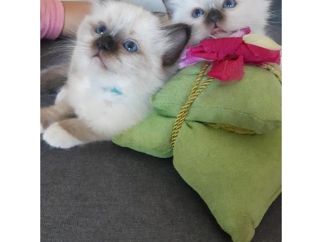 Photo Adorables bébés Sacré de Birmanie image 3/3